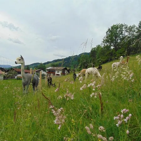 Alpakahof Wechs-2